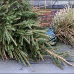 Sad Christmas Tree - 366 Days Photography Project